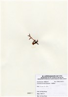 藏品(弓龍鬚菜)的圖片